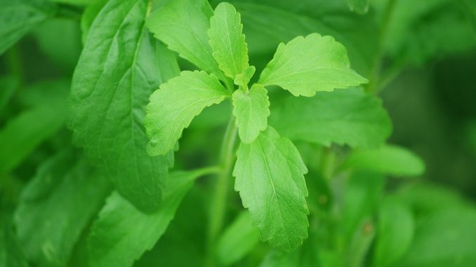 stevia-74187_1280