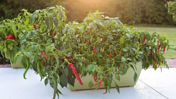hot-peppers-2708677_1280