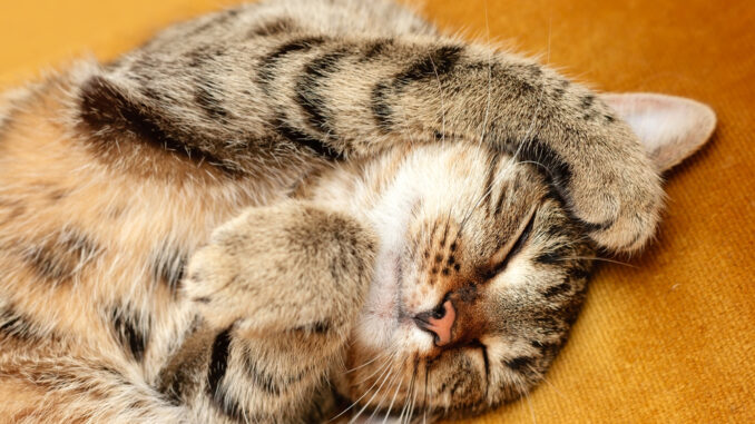 Tabby cat lying on bed