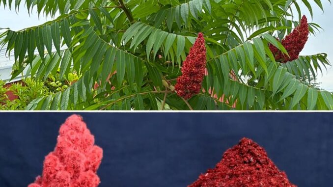 FB_IMG_1764706538866